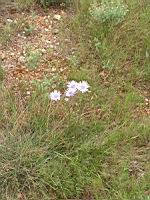 Chicoree sauvage (Cichorium intybus) (Aude) (1) (Photo F. Mrugala)